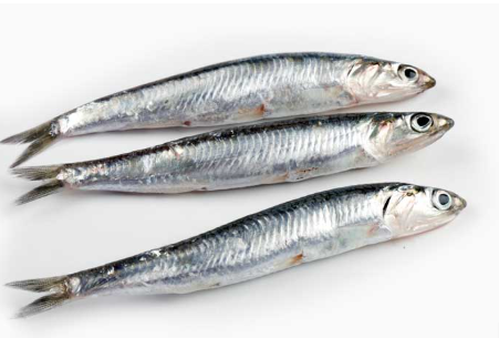 PESCADO BOQUERON X KG