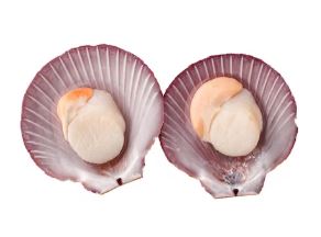 VIEIRA LIMPIA FRESCA X KG