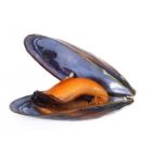 MEJILLON FRESCO C/CONCHA X KG