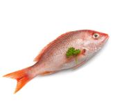 PARGO ENTERO FRESCO X KG