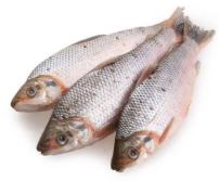 BOCACHICO FRESCO X KG