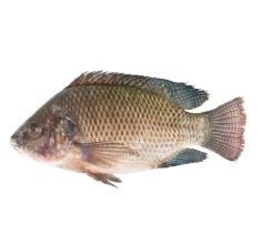 MOJARRA FRESCA X KG