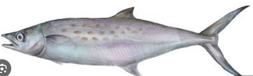 CARITE PINTADO FRESCO X KG