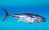 ATUN ENTERO ROJO X KG