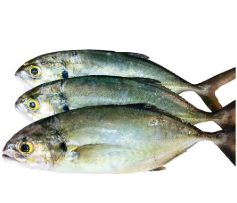 CUJINUA FRESCA X KG