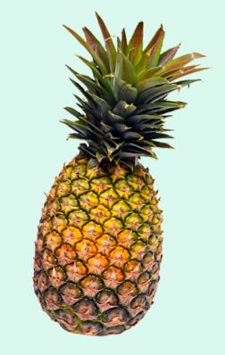 PIÑA TRUJILLANA  X UND