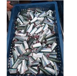 TRONQUITO DE SARDINA X KG AL VACIO