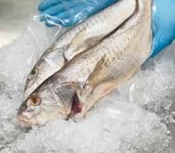 RONCADOR X KG AL VACIO