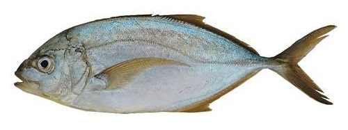 CUJINUA FRESCA X KG PLANSUAREZ BANDEJA